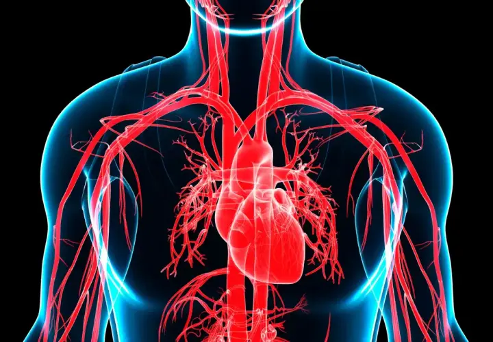 Cuore e arterie in rosso su sfondo nero. L'immagine evoca la sensazione di ansia e la potenziale pericardite.