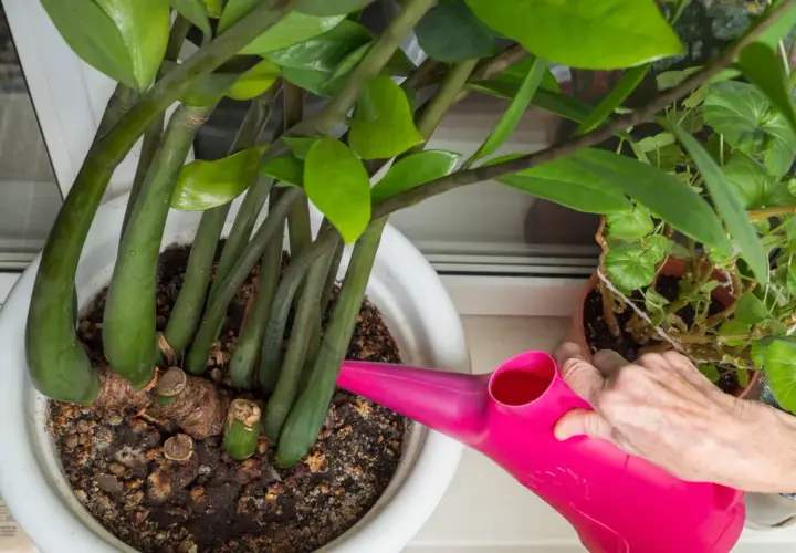 Zamiokulkas z widocznymi oznakami problemów z korzeniami, być może zgniłe korzenie, jest podlewany różową konewką.