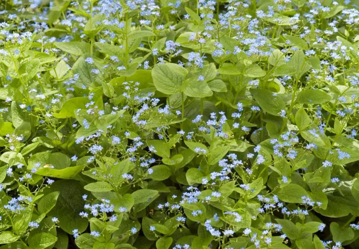Ein dichter Teppich aus Vergissmeinnicht, ein idealer **bodendecker schatten**-Pflanze, bedeckt den Boden mit zarten blauen Blüten und grünen Blättern.