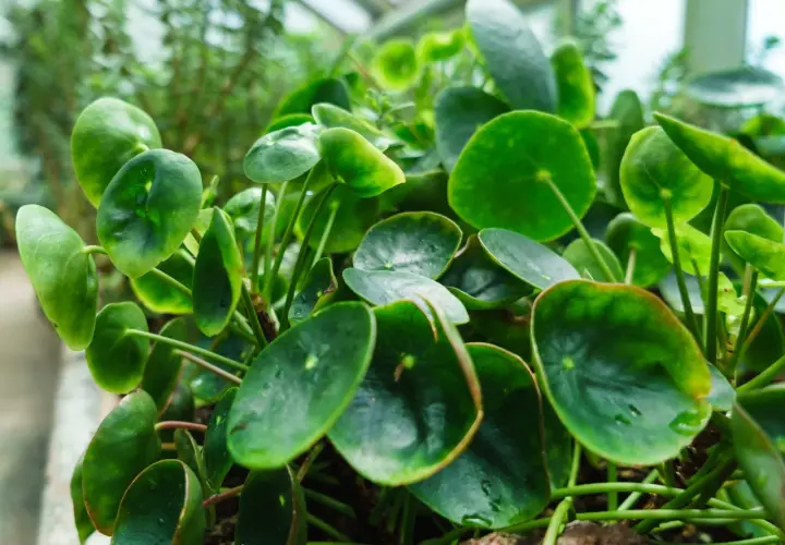 Üppige Pilea mit runden, grünen Blättern, die nach Licht streben. Perfekt für die Pilea Pflege im Innenbereich.