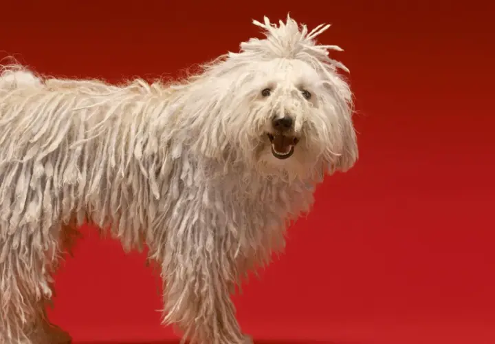 Un perro blanco con pelo largo y enredado, como si fuera uno de esos perros que sueltan mucho pelo. Su pelaje parece una cascada de rastas.