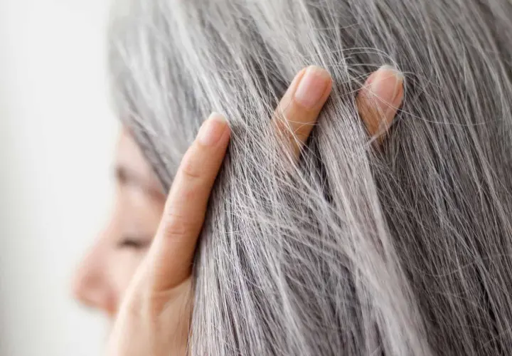 Dedos acarician el pelo gris, señal de que la melanina ha comenzado su viaje hacia la sabiduría.