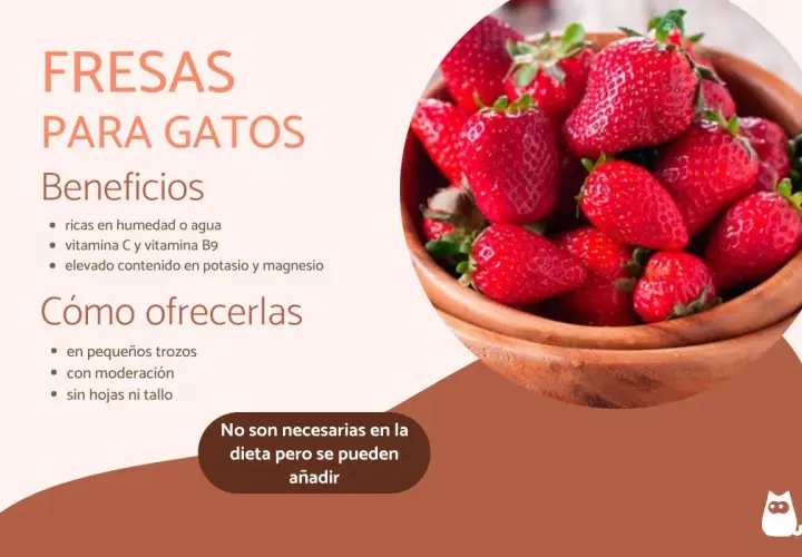 Fresas para gatos: beneficios y cómo ofrecerlas. Los gatos pueden comer fresas en pequeños trozos, con moderación y sin hojas.