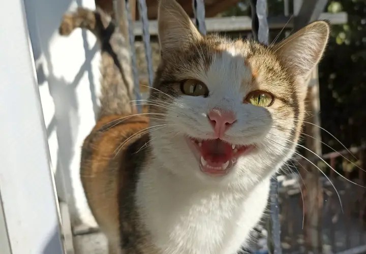 A calico cat with bright green eyes is looking at the camera with its mouth open, as if asking "why is my cat meowing so much all of a sudden?".