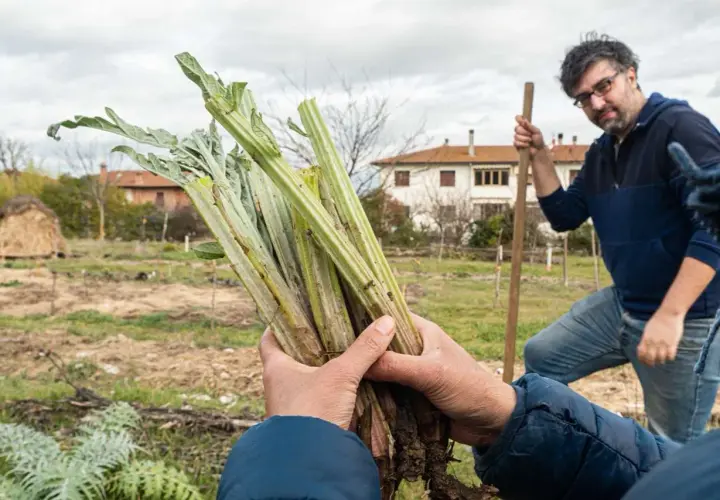 Mani che sorreggono un fascio di carciofi appena sradicati, pronti per essere piantati. Sullo sfondo, un uomo con una vanga e un campo coltivato.