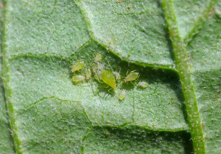 Gros plan de pucerons verts sur une feuille de pomme de terre.