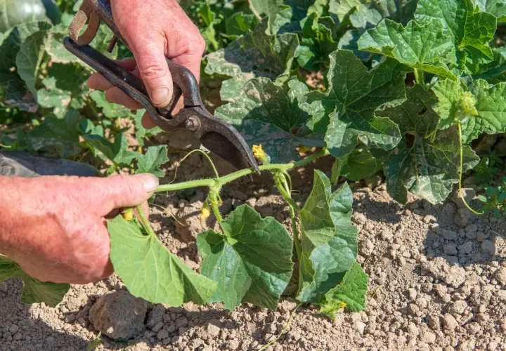 Mains coupant une tige de melon avec des sécateurs. La taille du melon est essentielle pour une bonne croissance.
