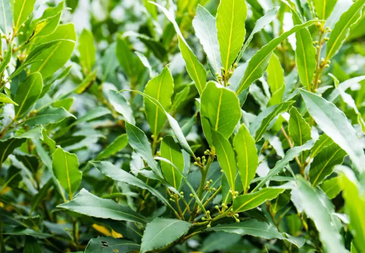 Grüne Lorbeerblätter mit kleinen Knospen. Die Lorbeer pflege ist einfach, diese Pflanze ist robust und pflegeleicht.