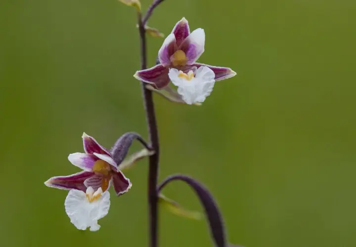 Två vackra orkidéer i Sverige, med lila och vita kronblad, blommar mot en grön bakgrund.