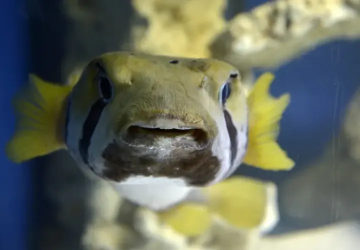 Oceanarium kujawsko pomorskie - co warto wiedzieć o atrakcjach morskich