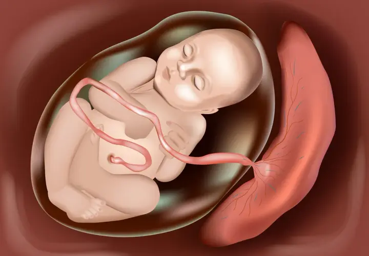 Płód w worku owodniowym, połączony pępowiną z łożyskiem. To właśnie łożysko co to jest? To organ zapewniający życie.