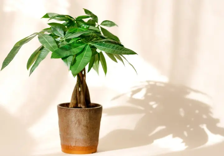 Un pachira tressé, symbole de prospérité, dans un pot en terre cuite. Son entretien est simple pour une touche de verdure.