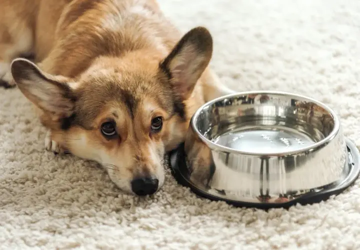 Smutny corgi leży obok miski z wodą, wyraźnie widać, że pies nie chce pić wody.