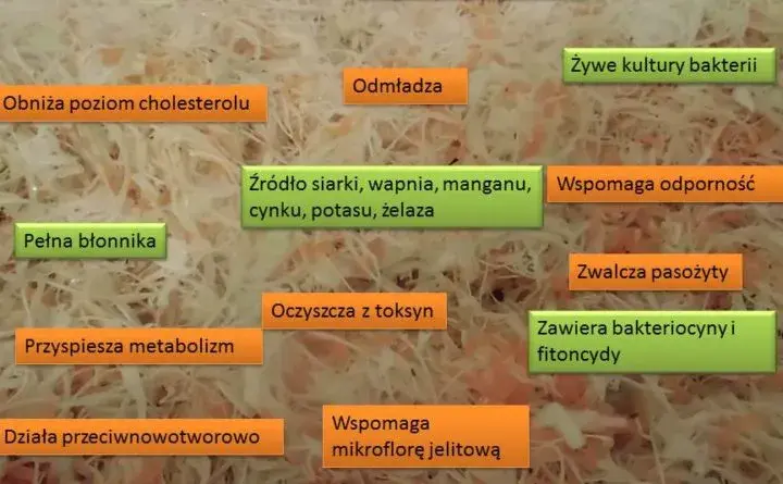 Czy kapusta kiszona jest zdrowa? Oto korzyści i zagrożenia spożycia