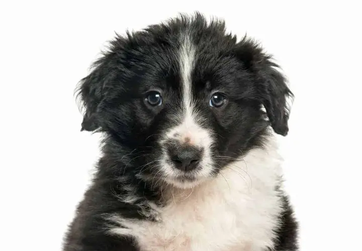 Kiedy szczeniak border collie zmienia sierść i co musisz wiedzieć