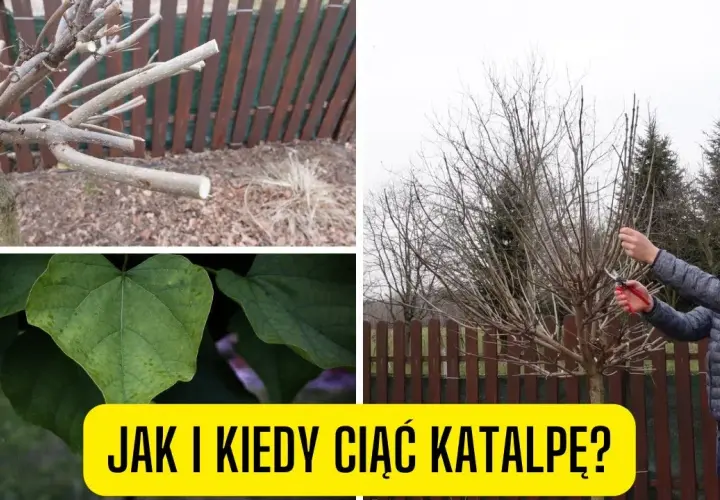 Jak skutecznie przycinać katalpę, aby uniknąć błędów i zapewnić zdrowy wzrost