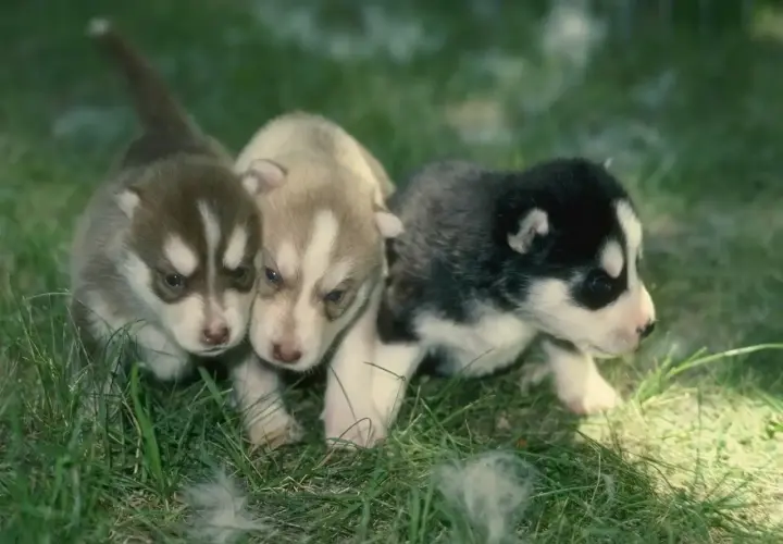 Czy husky szczeka? Prawda o zachowaniu i wokalizacji tej rasy psów