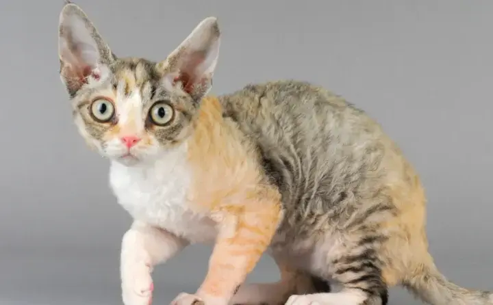 Czy Devon Rex uczula? Oto prawda o alergiach na koty