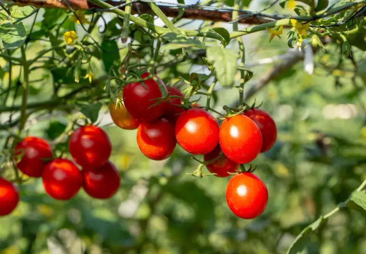 Skuteczne przycinanie pomidorów dla obfitych plonów i zdrowych roślin
