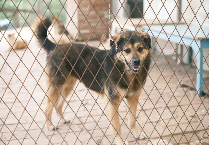 Adopcja zwierzaka – jak przygotować dom na nowego członka rodziny?
