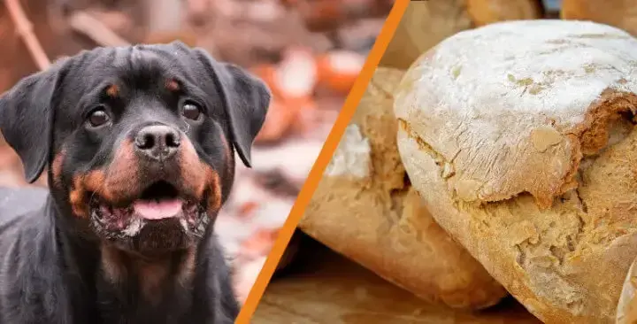 Czy pies może jeść pieczywo? Poznaj fakty i zagrożenia dla zdrowia