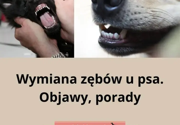 Kiedy szczeniakowi wypadają zęby? Kluczowe informacje i objawy wymiany