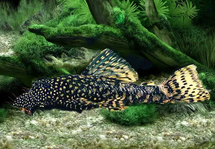 Ile kosztuje glonojad w sklepie zoologicznym? Ceny, które zaskakują