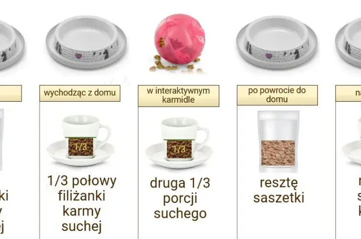 Ile gram karmy dla kota podawać: sprawdzona dawka na każdy dzień