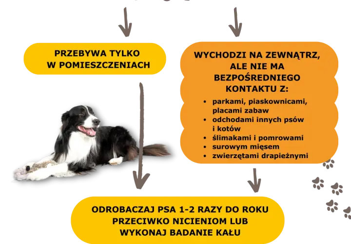 Odrobaczanie psa na czczo czy po jedzeniu – co jest skuteczniejsze?