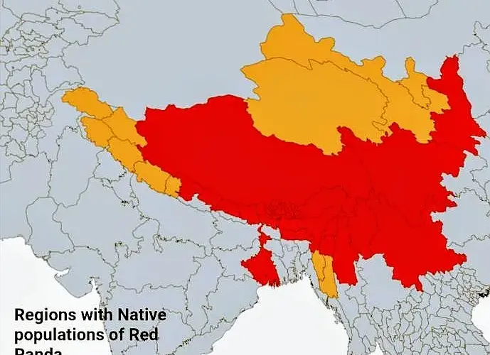 W jakim kraju żyją pandy? Odkryj ich naturalne siedliska w Chinach