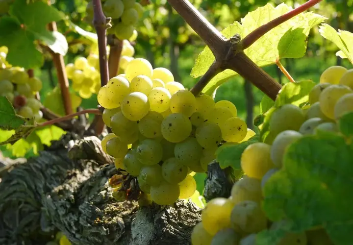 Riesling – król białych win o niepowtarzalnym charakterze