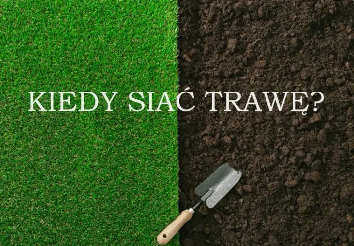 Kiedy siać trawę na trawnik, aby uniknąć błędów i cieszyć się pięknym trawnikiem?