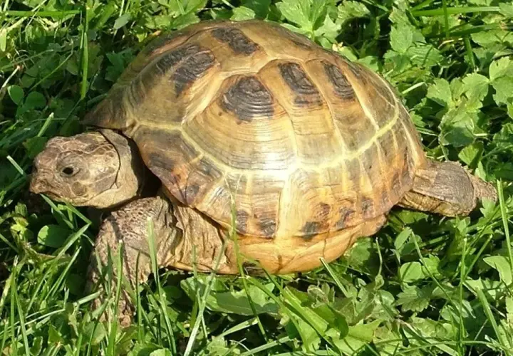 Jak się pisze żółw? Odkryj poprawną pisownię i użycie słowa
