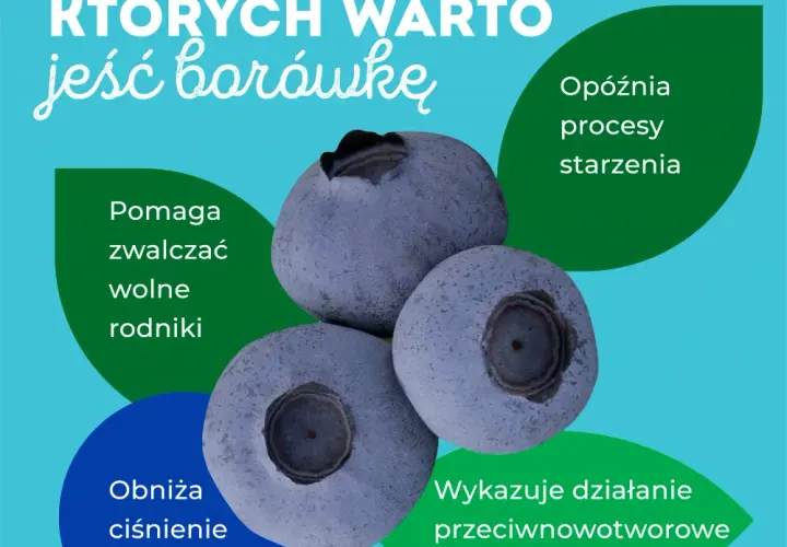 Czy borówki są zdrowe: 10 zaskakujących korzyści dla Twojego organizmu
