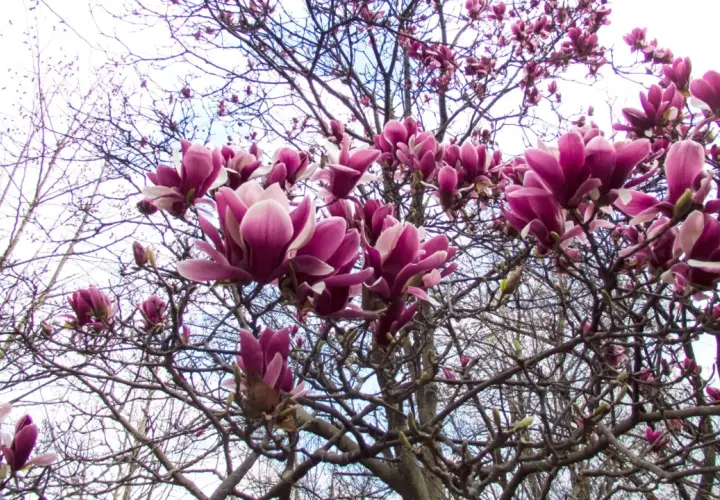 Kiedy sadzić magnolie do gruntu? Najlepszy czas i porady
