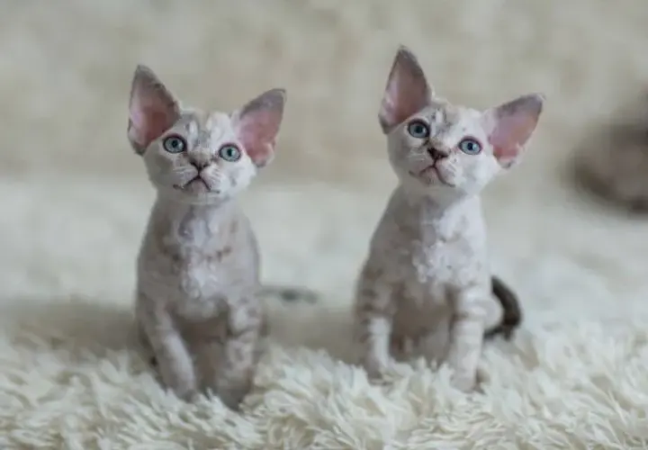 Najlepsze hodowle Devon Rex w Warszawie - znajdź swojego kota