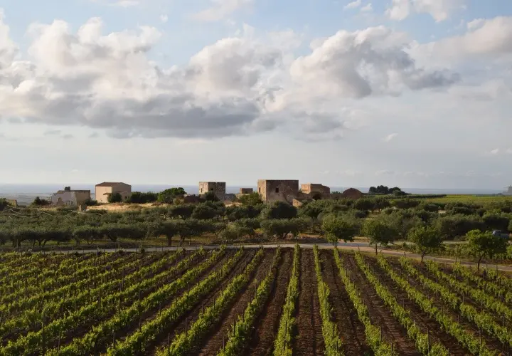 Gdzie kupić wino Marsala? Sprawdź najlepsze opcje i ceny