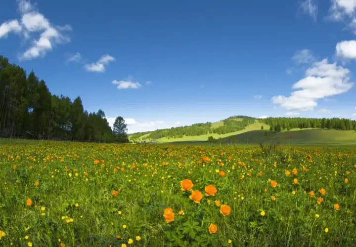 Bieszczady wiosną - kwitnące łąki i zielone połoniny w maju
