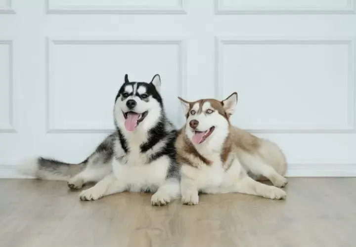 Ile naprawdę kosztuje husky syberyjski i jak uniknąć ukrytych kosztów?