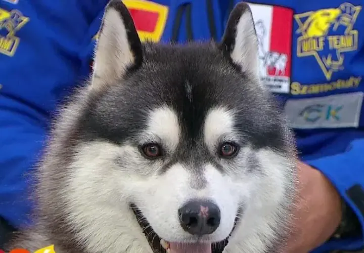 Jak odróżnić husky od malamuta – kluczowe różnice, które musisz znać