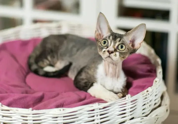 Devon Rex dla alergika – czy to naprawdę hypoalergiczny kot?