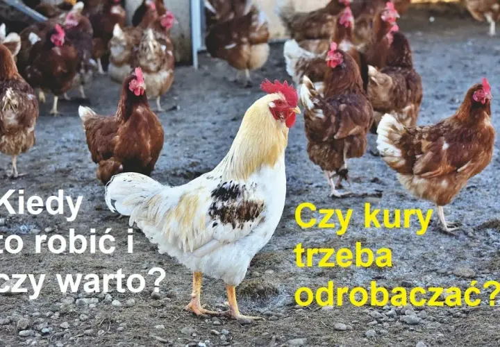 Jak skutecznie odrobaczać kury? Sprawdzone metody i preparaty dla zdrowia stada