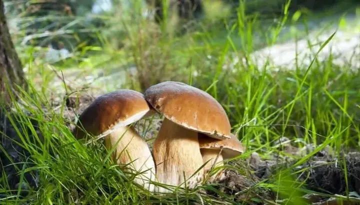 Najlepsze miejsca na grzyby mazury - kompletny atlas grzybiarza w regionie