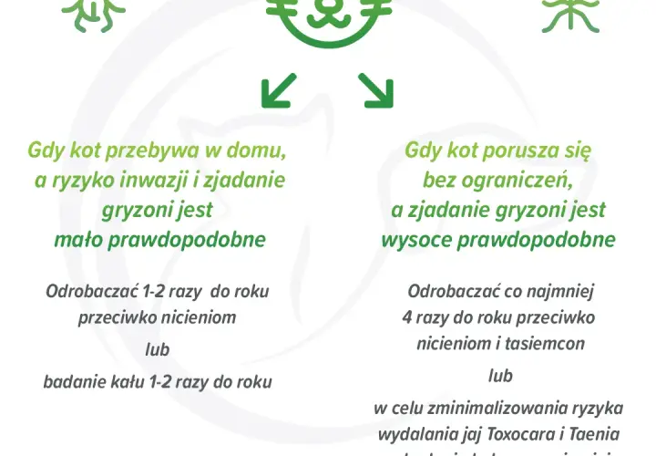 Jak często odrobaczać kota, by uniknąć problemów zdrowotnych?