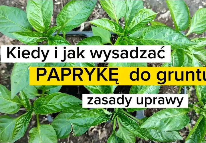 Kiedy wysadzać paprykę do gruntu? Poznaj optymalny termin