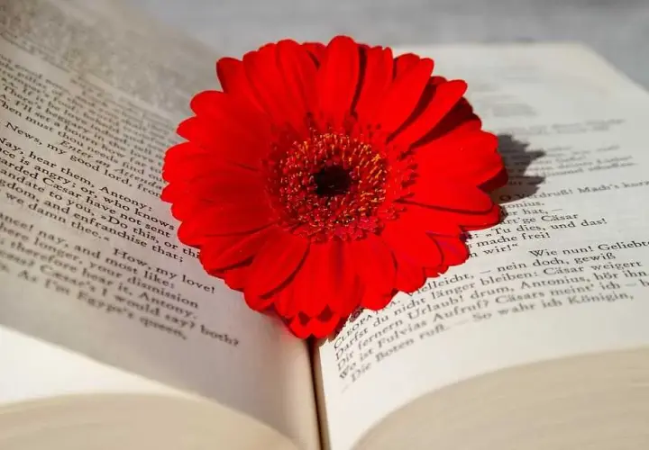 Najlepsze książki z literatury kobiecej – co polecają czytelniczki?