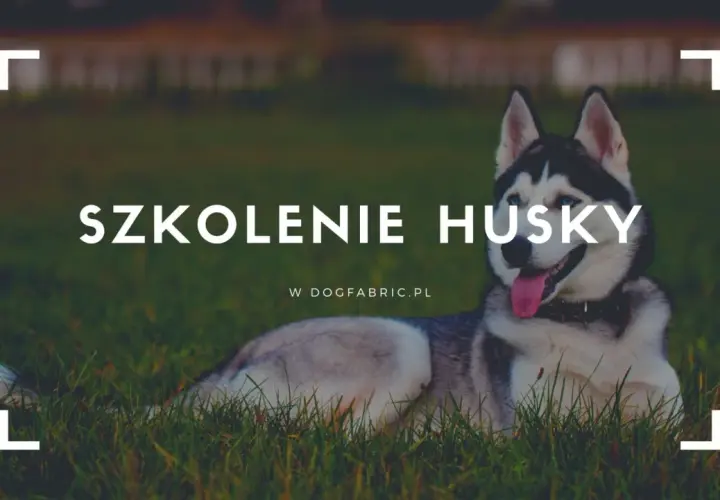Jak wychować husky? Praktyczne porady na szkolenie i opiekę nad energicznym psem
