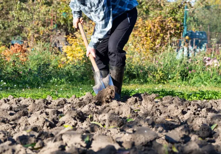 Czym użyźnić glebę na jesień, aby uniknąć słabych plonów?