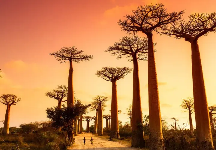 Madagaskar kiedy jechać - poznaj najlepszy czas na podróż i atrakcje