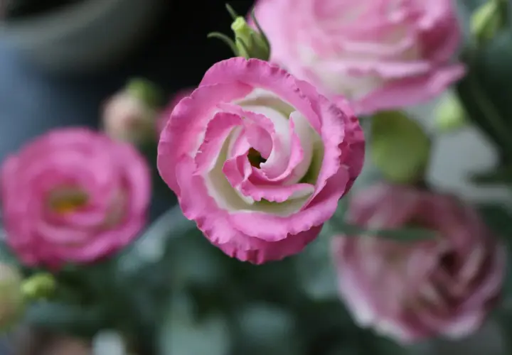 Eustoma kiedy kwitnie – poznaj tajemnice jej pięknego kwitnienia